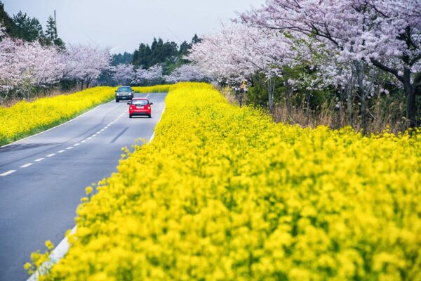 Awaji Hanasajiki - Nhật Bản