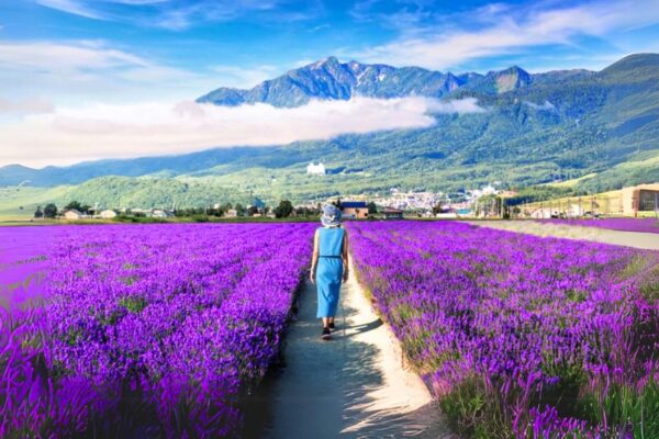 Cánh đồng hoa Lavender - Nhật Bản