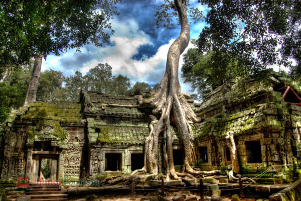 Đền Ta Prohm - Campuchia