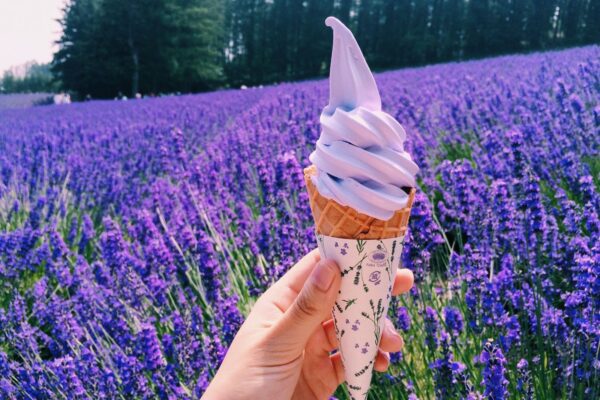 Mùa hoa lavender ở Hokkaido