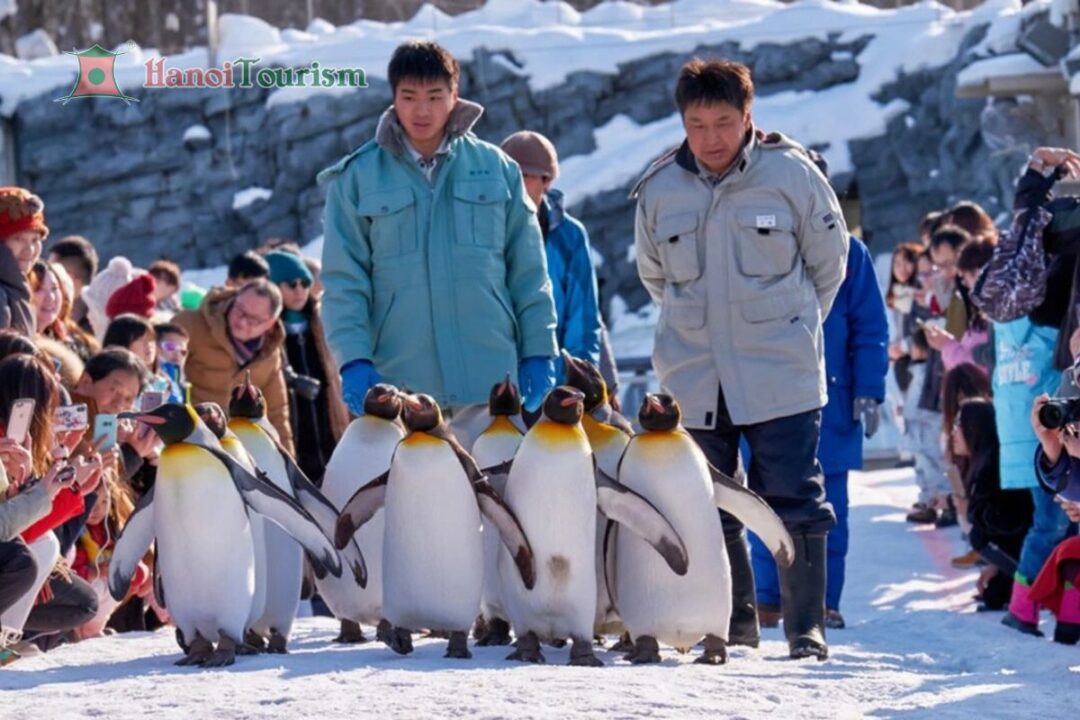 Vườn thú Asahiyama - Nhật Bản