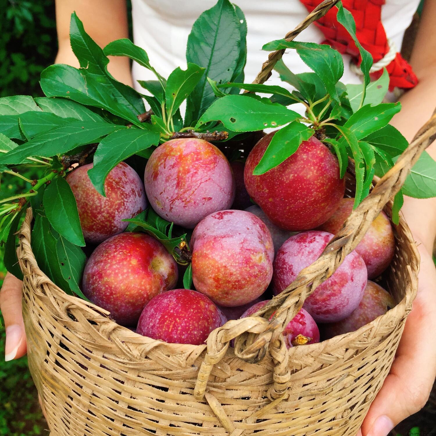 mùa mận Mộc Châu 1