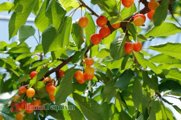 Azuma Orchard - Nhật Bản