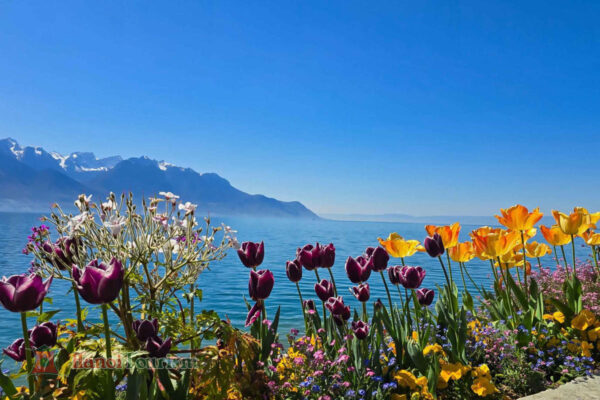Dạo ven hồ Geneva – Montreux- Thụy Sĩ