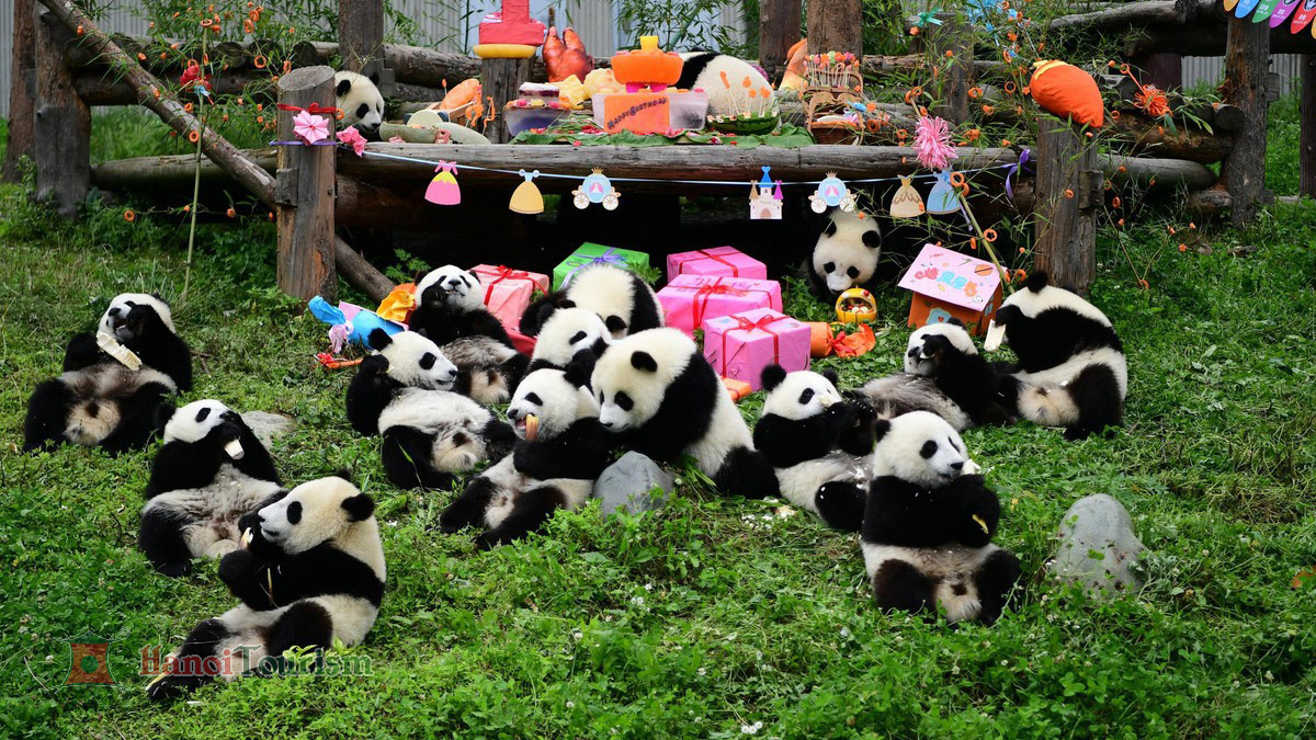 Gấu trúc ở Thành Đô
