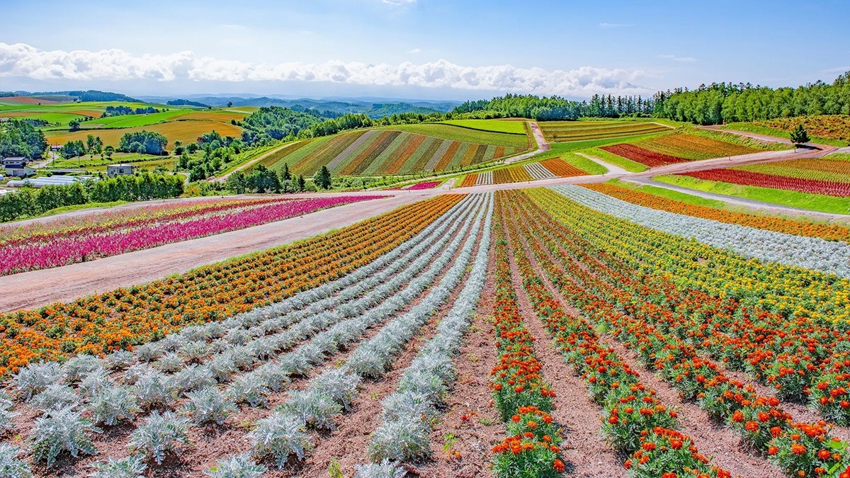 Furano - Nhật Bản