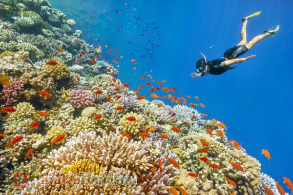 Lặn ngắm san hô tại - Hurghada - Ai Cập