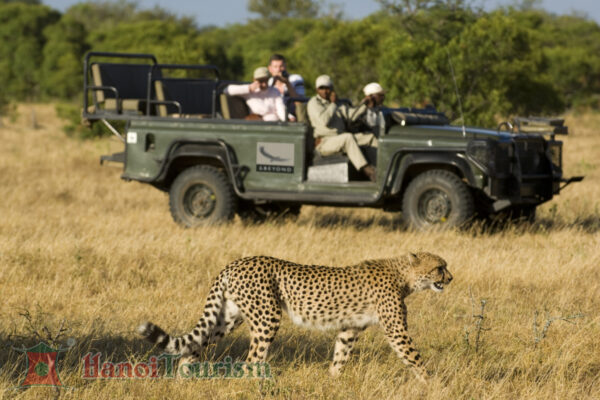Safari Game - Nam Phi