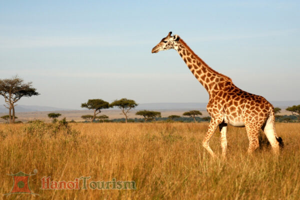 Safari game - Nam Phi (2)