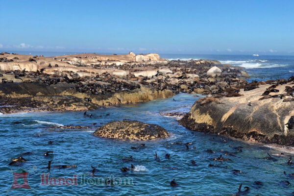 đảo Seal Island - Nam Phi
