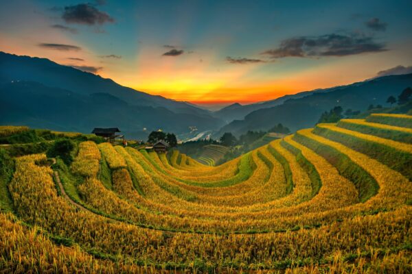 Mù Cang Chải mùa lúa chín 3