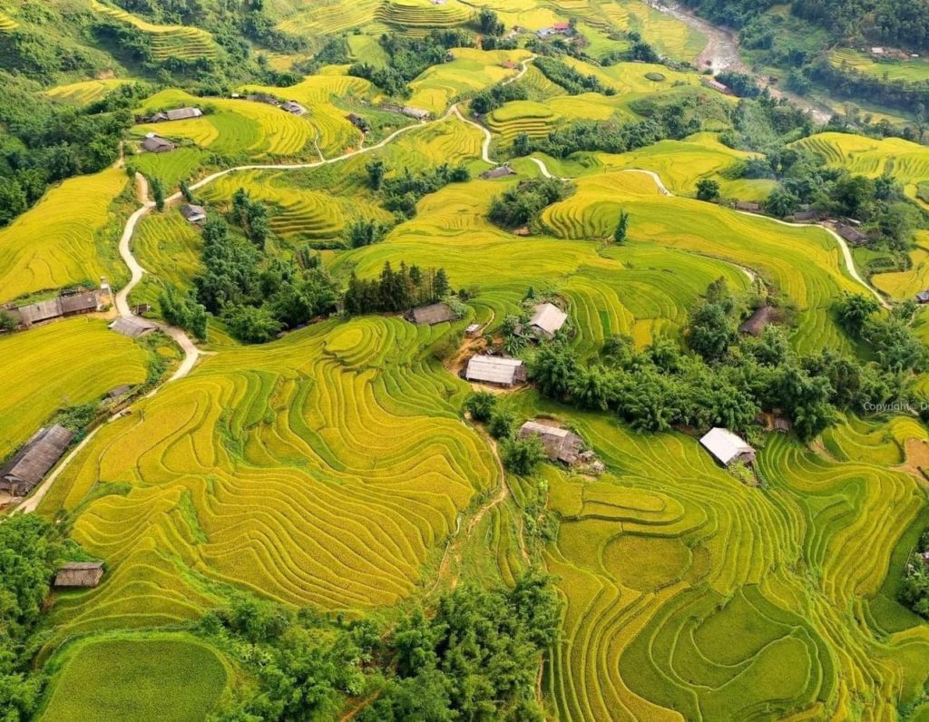 Tây Bắc mùa lúa chín
