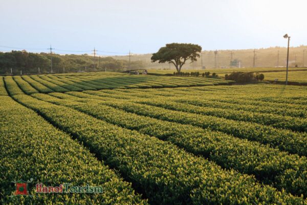 Bảo tàng trà xanh O’sulloc - Đảo Jeju - Hàn Quốc