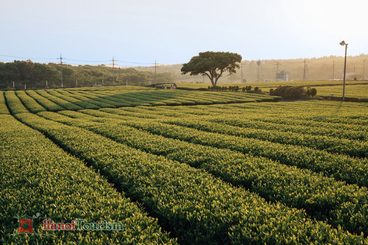 Bảo tàng trà xanh O’sulloc - Đảo Jeju - Hàn Quốc