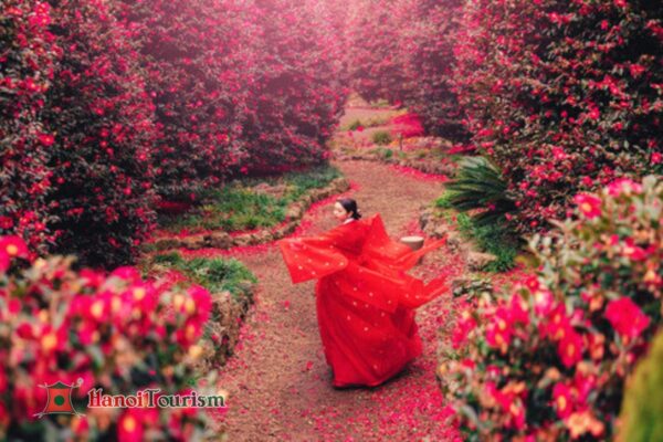 Hoa Trà (Camellia Hill) - Jeju Hàn Quốc