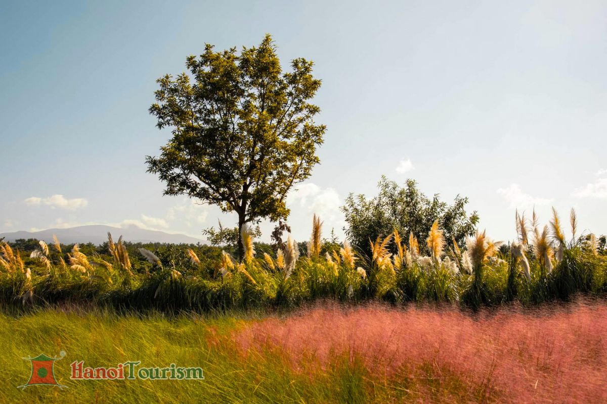 Camellia Hill Botanical Garden - Đảo Jeju - Hàn Quốc