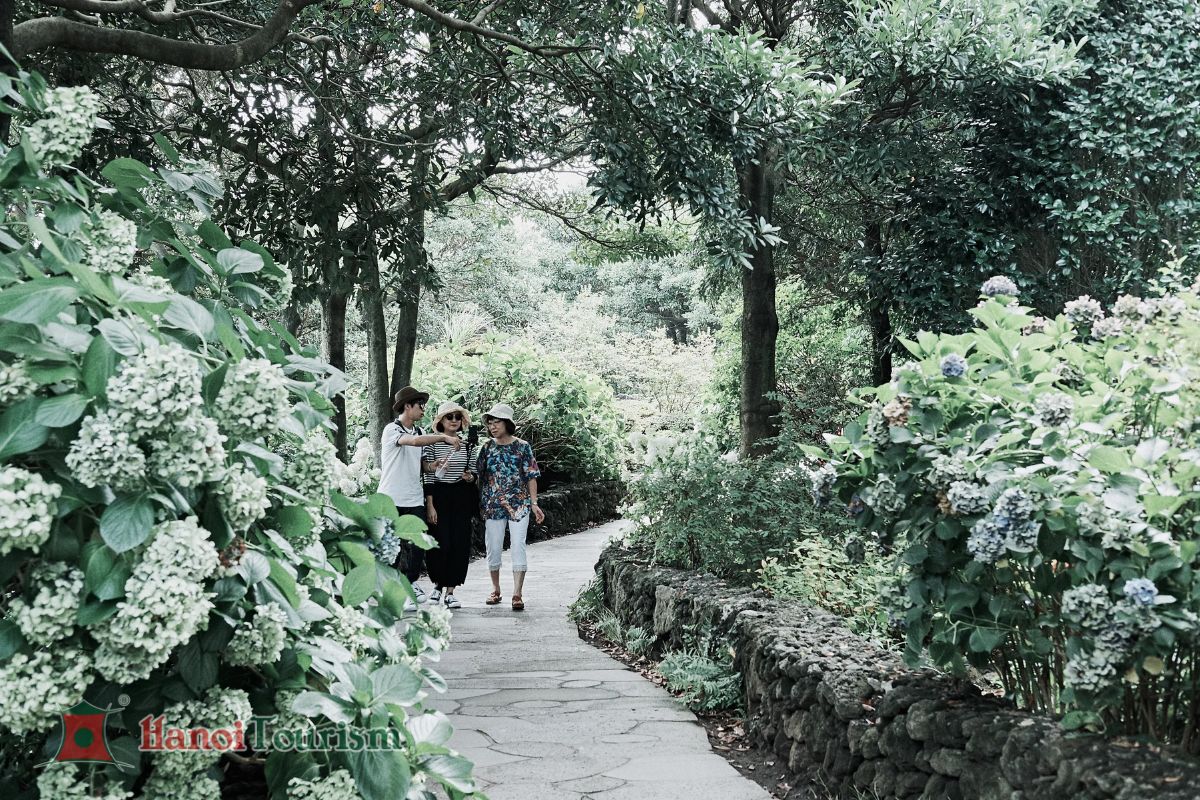 Camellia Hill Botanical Garden - Jeju - Hàn Quốc