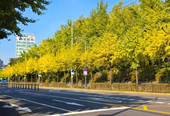 Địa điểm ngắm lá vàng Seoul