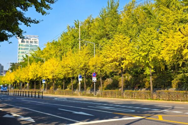 Địa điểm ngắm lá vàng Seoul