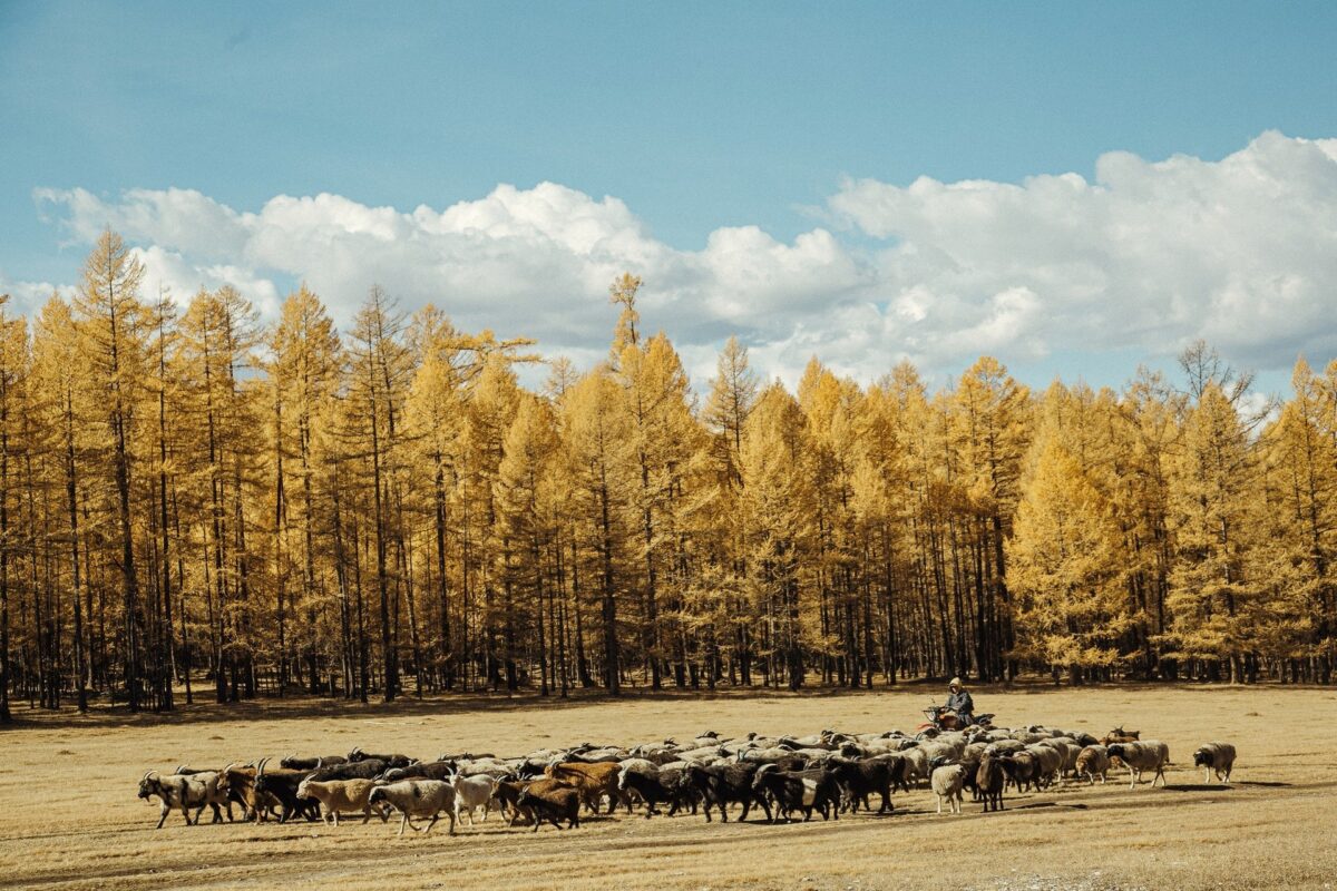 Du lịch Mông Cổ mùa thu 11