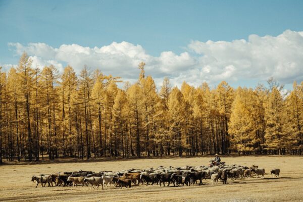 Du lịch Mông Cổ mùa thu 11