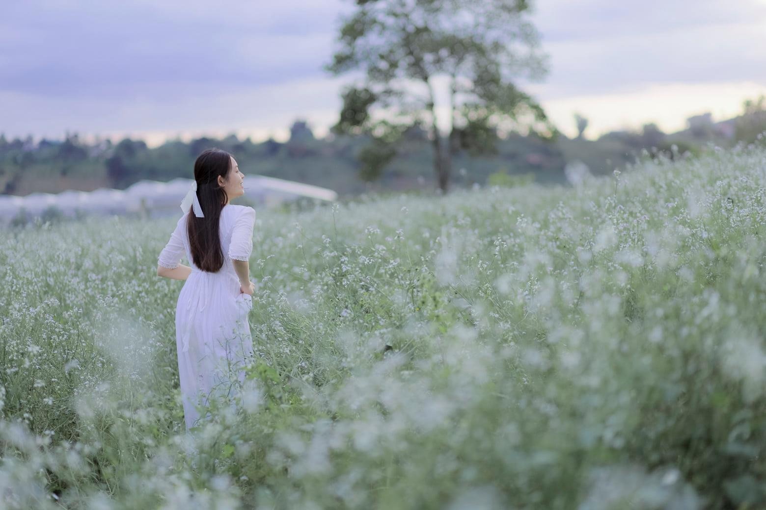 Đồi hoa cải trắng Đà Lạt