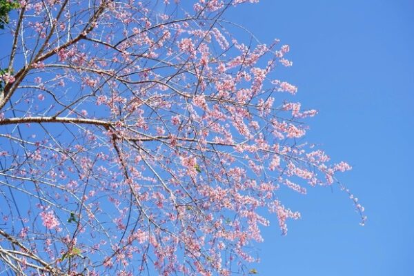 hoa anh đào Măng Đen