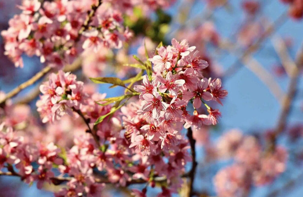 Lễ hội hoa mai anh đào Đà Lạt