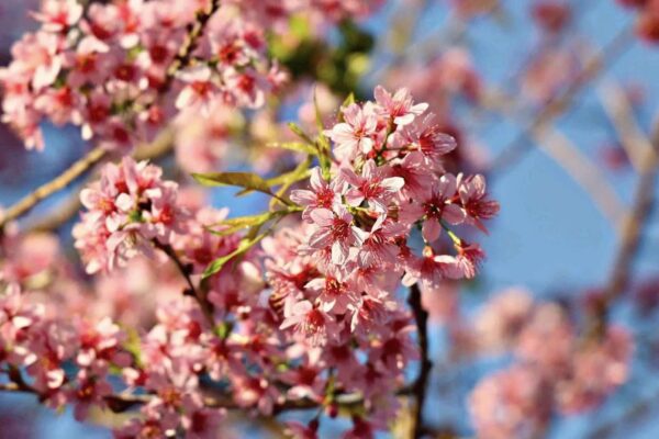 Lễ hội hoa mai anh đào Đà Lạt