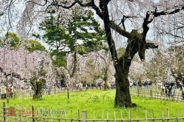 Công viên Kiba - Nhật Bản - Mùa xuân