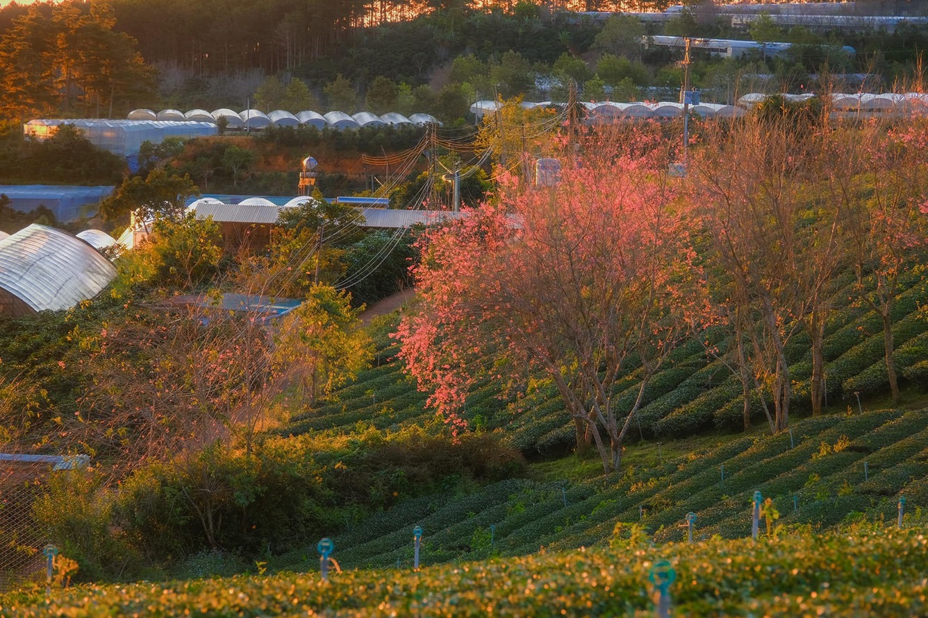 Đồi chè Cầu Đất - Đà Lạt