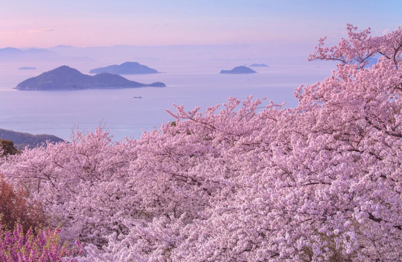 Dự báo hoa anh đào Nhật Bản 3