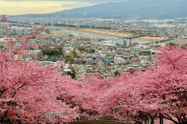 Lễ hội hoa anh đào ở Công viên Nishihirabatake - Nhật Bản