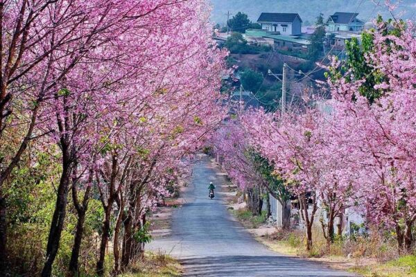 Mai anh đào Đà Lạt 10