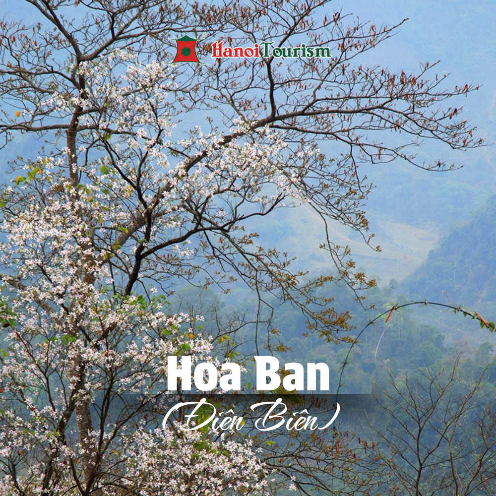 Hoa Ban (Điện Biên)