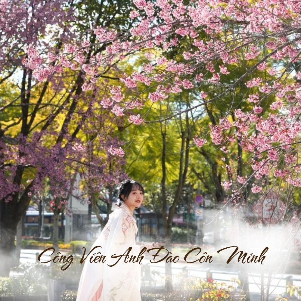 Công Viên Anh Đào Côn Minh
