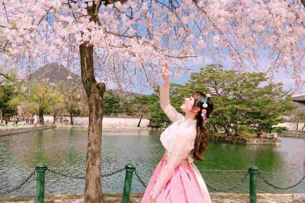 Hoa anh đào Hàn Quốc 4