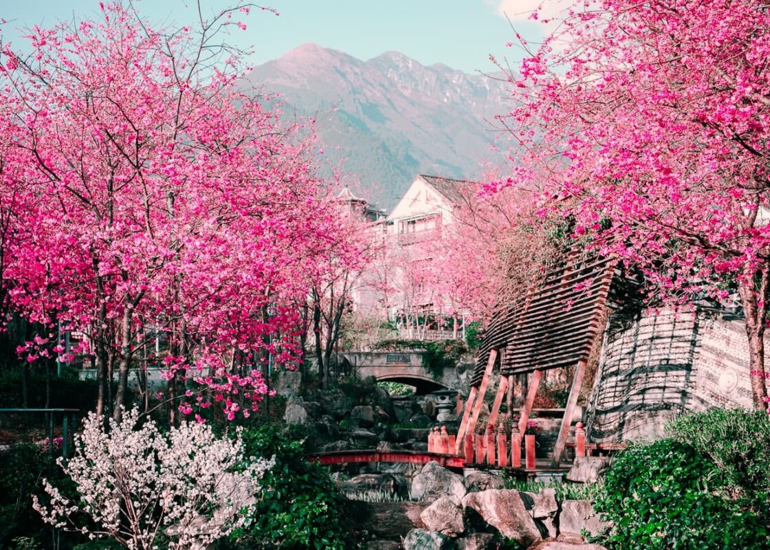 Hoa anh đào Trung Quốc