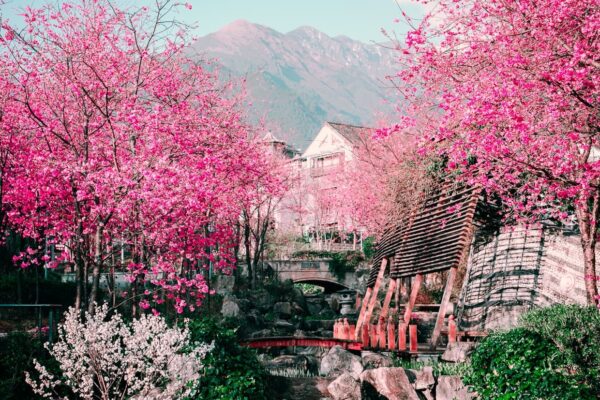 Hoa anh đào Trung Quốc