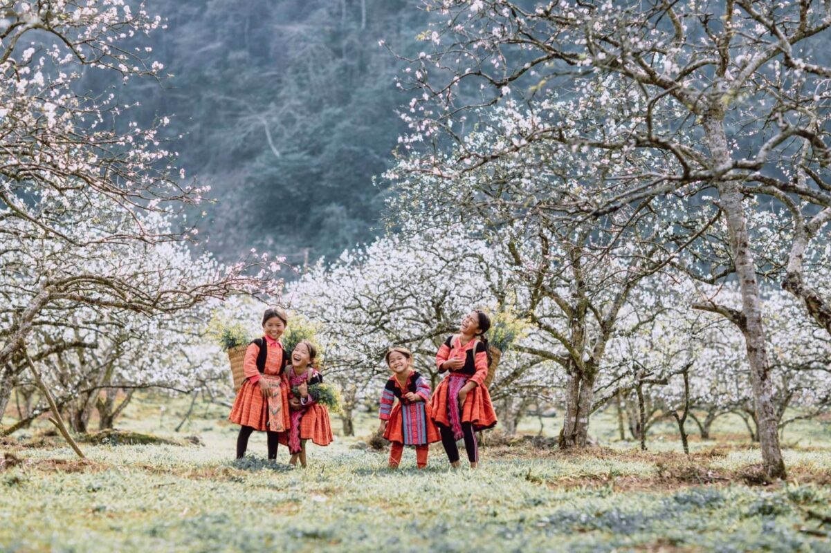 Hoa mùa xuân Tây Bắc