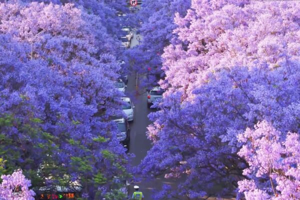 Hoa phượng tím Côn Minh 7