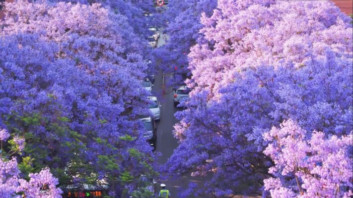 Hoa phượng tím Côn Minh 7