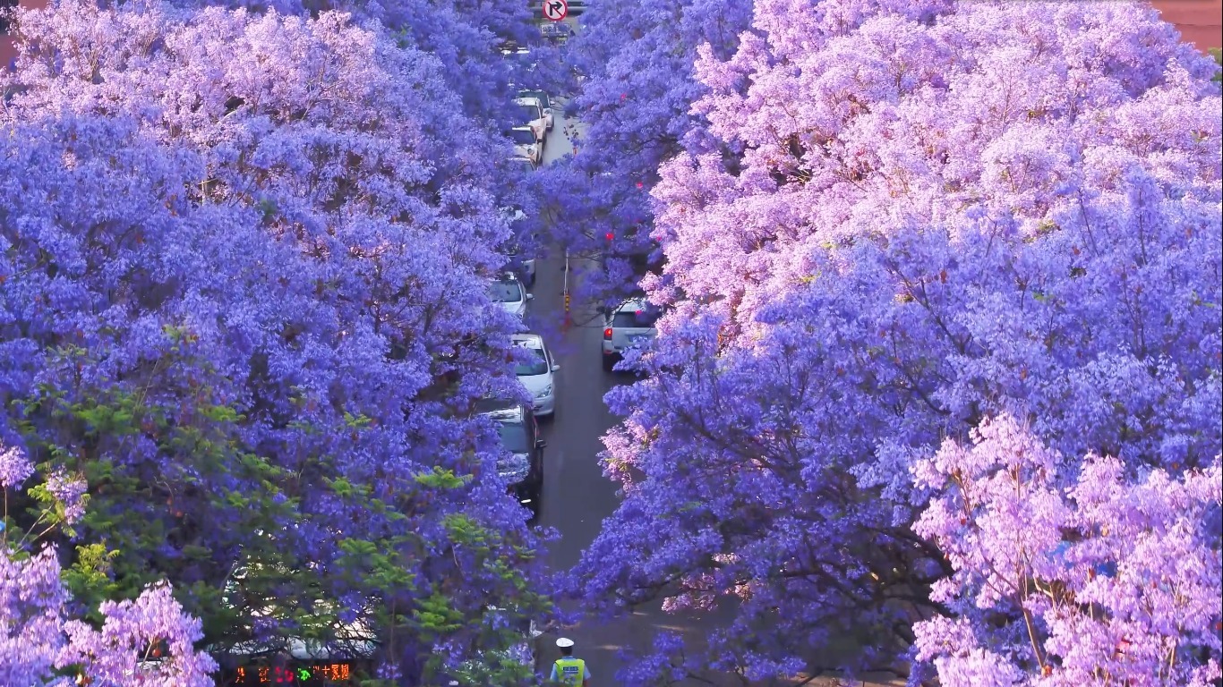 Hoa phượng tím Côn Minh 7