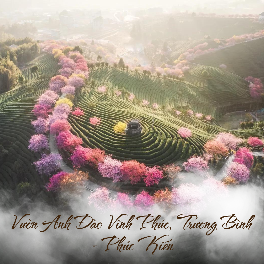 Vườn Anh Đào Vĩnh Phúc, Trương Bình - Phúc Kiến