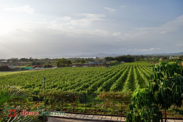 Vườn nho Nashik - Ấn Độ