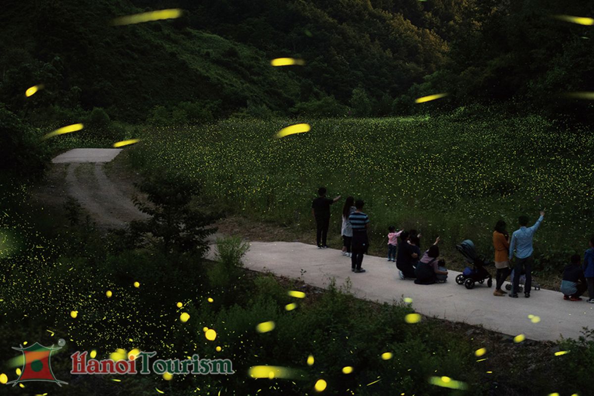 Lễ hội đom đóm Muju - Hàn Quốc