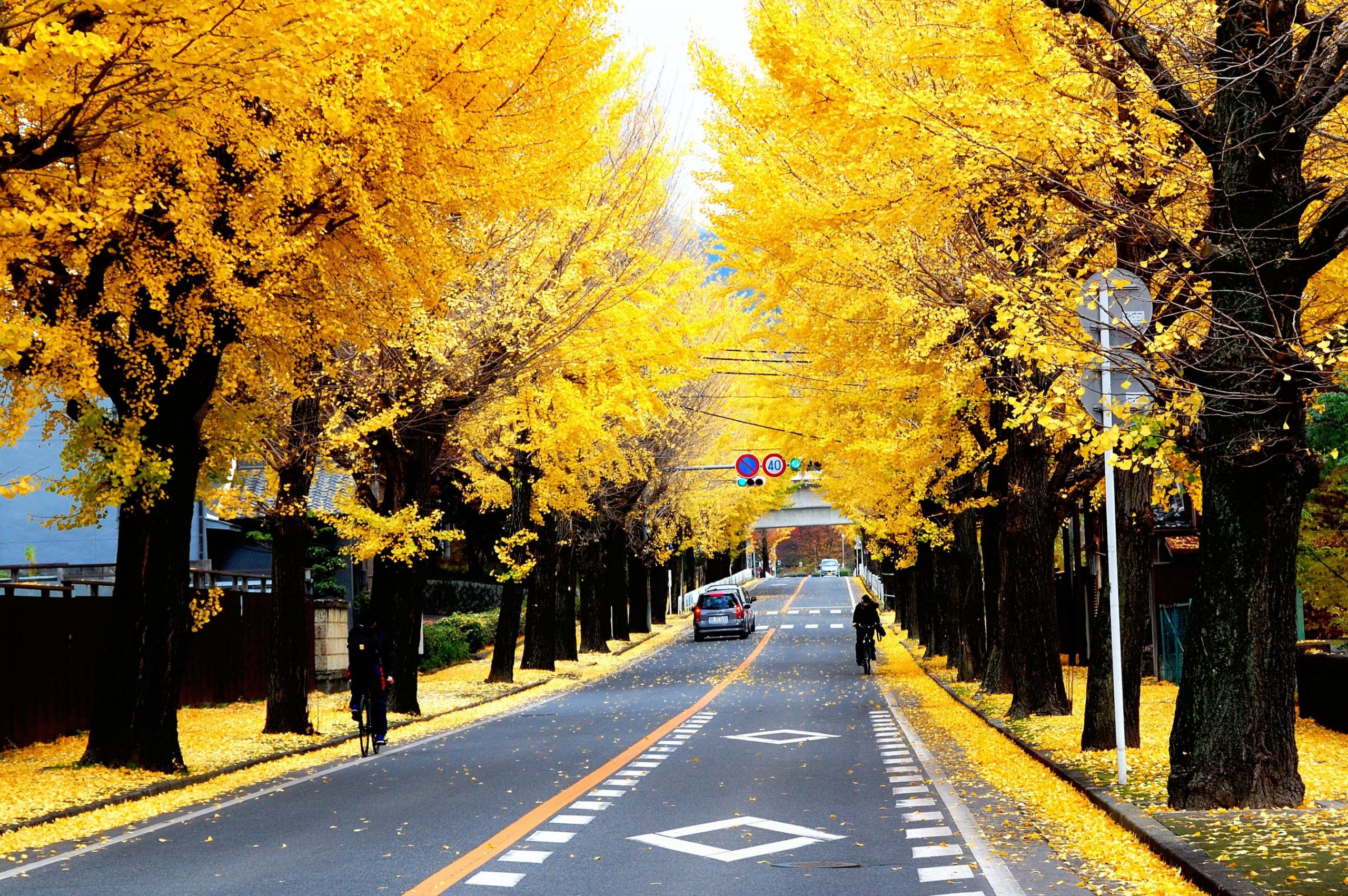 Đại lộ Icho Namiki