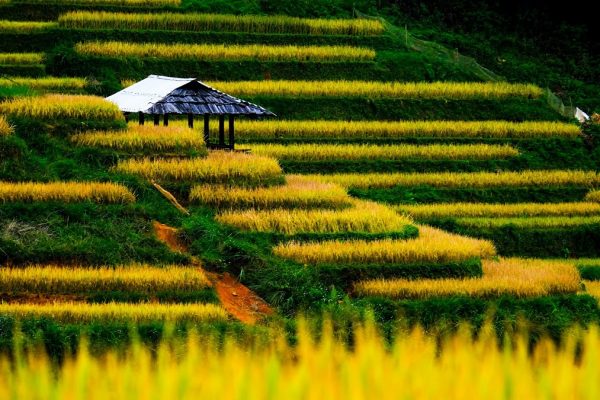 Hoàng Su Phì - Hà Giang