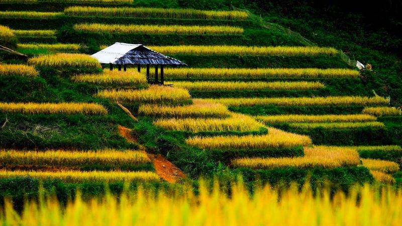 Hoàng Su Phì - Hà Giang