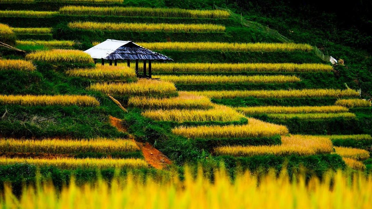 Hoàng Su Phì - Hà Giang